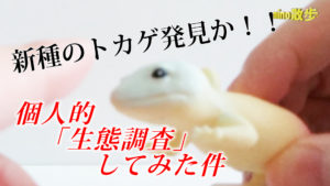 ヒョウモントカゲモドキ レインボー