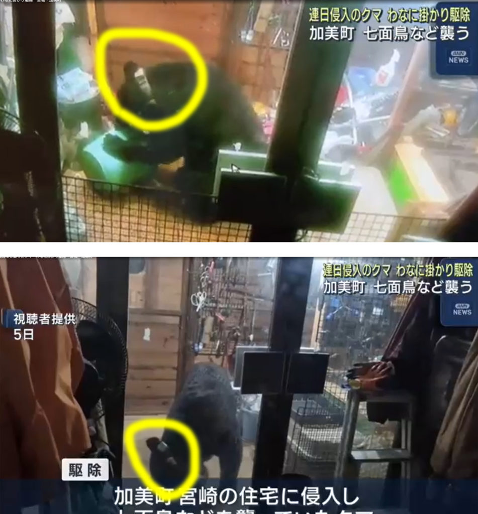 熊報道の疑問